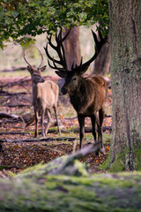 large antlers on deer