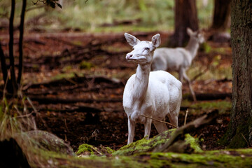 albino deer in forest