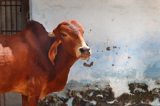 gir bull in with its characteristic curve horns and long ears. Gir and Gir Cow originated in India. This breed is used to breed other cattle such as Brahman in US, and in improvement of in India