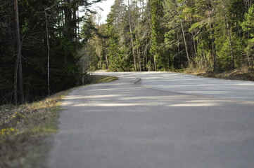 Obraz premium Travel through countryside with curve roads. Summer landscape scenery in wooden areas. Green needle trees are decorative.