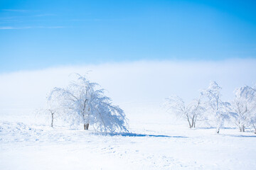 Snow covered trees on a foggy day. Beautiful winter nature background.