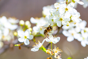 Bee on a flower of the white cherry blossoms. White flowers bloom in the trees. Spring landscape with blooming sakura tree. Beautiful blooming garden on a sunny day. Copy space for text.