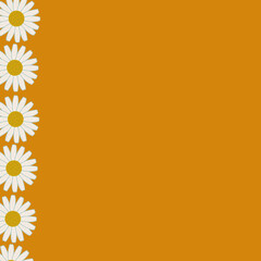line chamomile orange background flowers white petals