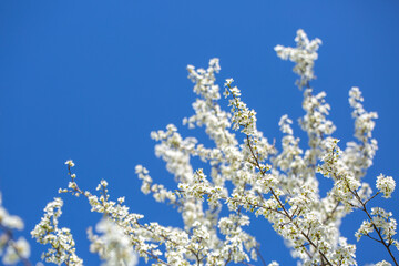 White flowers bloom in the trees. Spring landscape with blooming sakura tree. Beautiful blooming garden on a sunny day. Copy space for text.