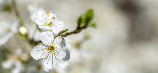 White flowers bloom in the trees. Spring landscape with blooming sakura tree. Beautiful blooming garden on a sunny day. Copy space for text.
