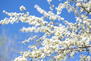 White flowers bloom in the trees. Spring landscape with blooming sakura tree. Beautiful blooming garden on a sunny day. Copy space for text.