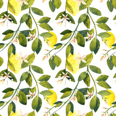 Watercolor seamless pattern with yellow lemon and lime illustrations. Watercolor hand-drawn branches with flowers, leaves and lemon fruits. Fruit background for you design and decor