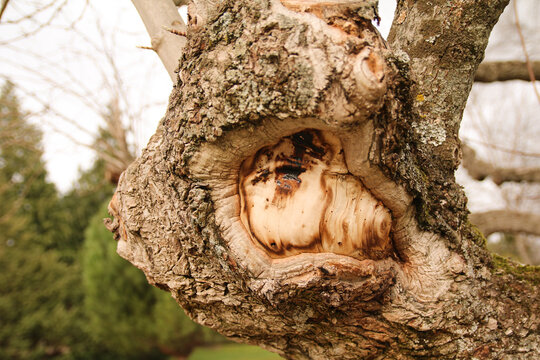 Cicatrices des branches d'un arbre centenaire