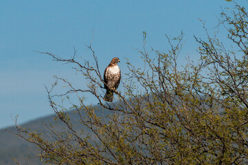 Bussard in Mexico