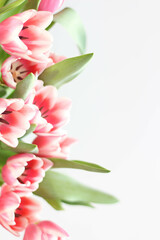 Fototapeta na wymiar Pink tulips isolated on white background. Top view stock photo. Spring time. Happy Birthday