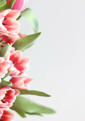 Fototapeta na wymiar Pink tulips isolated on white background. Top view stock photo. Spring time. Happy Birthday