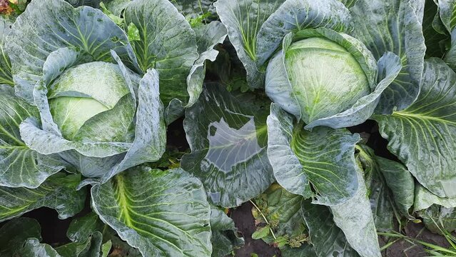 Wet heads of late white cabbage on field, top view