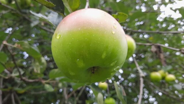 Green apple hanging on the branch in orchard close-up