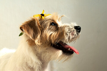 dog jack russell terrier side view close up mouth open on head yellow flower
