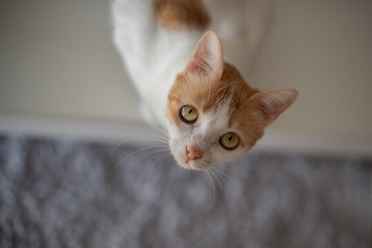 Retraro de un gato blanco y naranja mirando a camara