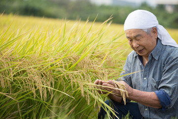 稲田の実り　米作りのベテラン男性　農家の仕事