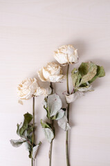 Three dried white roses on bright background, still life, close-up, flat lay with copy space for text