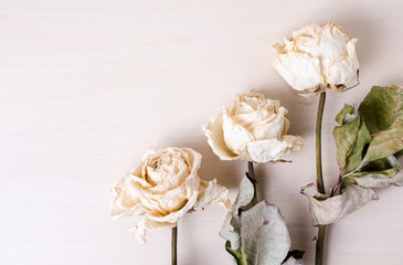 Obraz na płótnie Canvas Three dried white roses on bright background, still life, close-up, flat lay with copy space for text