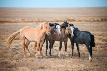 Obraz premium Domestic horses