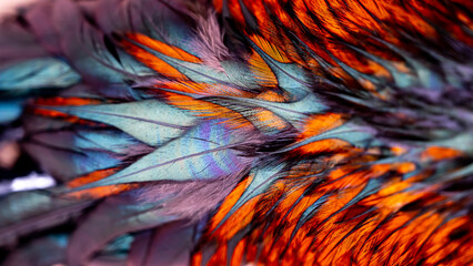 Rooster feathers. Every Rooster has unique feather patterns. That pattern not showing directly, the feather patterns reflect multiple colors based on light. - obrazy, fototapety, plakaty