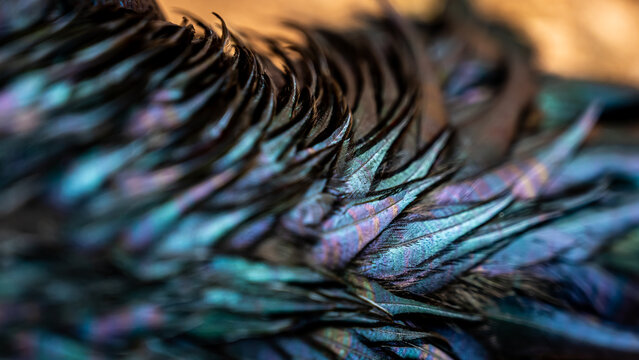 Rooster feathers. Every Rooster has unique feather patterns. That pattern not showing directly, the feather patterns reflect multiple colors based on light.