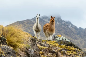 Crédence en verre imprimé Lama Deux lamas debout sur une crête devant une montagne.