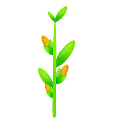 plant isolated on white