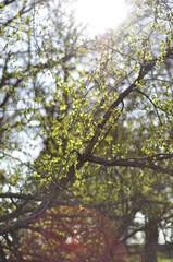 Amazing nature with trees blossoming to life. Light green leaf buds in springtime is the beauty in nature. Looking up at the sunny sky.