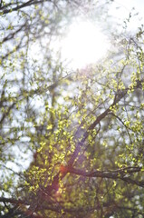 Amazing nature with trees blossoming to life. Light green leaf buds in springtime is the beauty in nature. Looking up at the sunny sky.