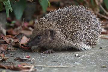 European hedgehog Searching for food.