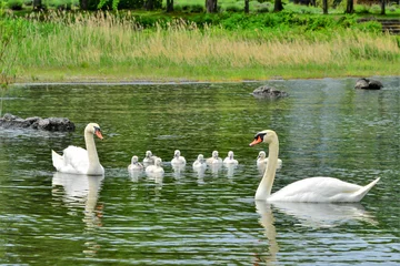 Gartenposter 白鳥と親子 © 文明 金本