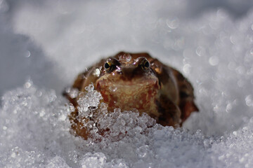 Frog on snow