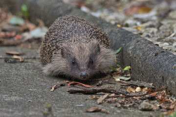 European hedgehog Searching for food.