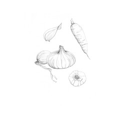  set of hand drawn vegetables isolated on white 