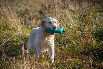 Beautiful golden retriever dog carrying a training dummy in its mouth	