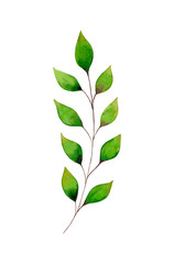 Hand drawn watercolor illustration of Gently green leaf branch on a white background.