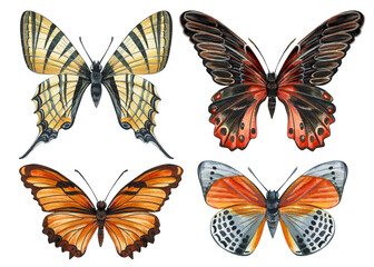 Fototapeta na wymiar Colorful butterflies Watercolor. Vintage style. Design butterfly. Tropical colors