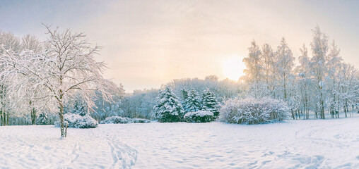 Beautiful natural panorama of winter snow-covered city park with deciduous trees,  firss, nowdrifts and cold winter sky. Early morning in snowy park in rays of rising sun.