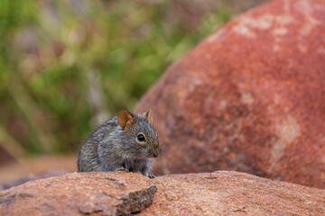 Naklejka na ściany i meble Four-striped grass mouse or four-striped grass rat (Rhabdomys pumilio). Northern Cape. South Africa.
