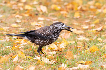 spotted nutcracker