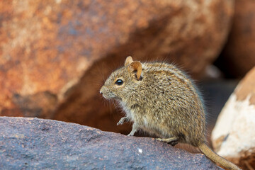 Four-striped grass mouse or four-striped grass rat (Rhabdomys pumilio). Northern Cape. South Africa.