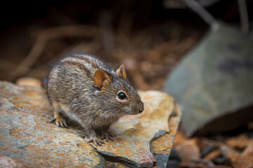 Naklejka na ściany i meble Four-striped grass mouse or four-striped grass rat (Rhabdomys pumilio). Northern Cape. South Africa.