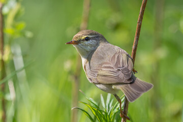 Willow Warbler