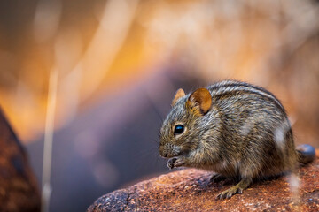 Four-striped grass mouse or four-striped grass rat (Rhabdomys pumilio). Northern Cape. South Africa.