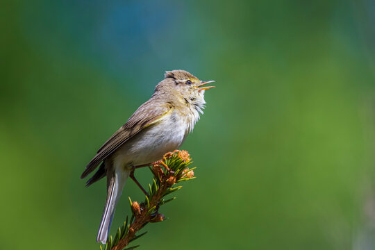 Willow Warbler