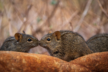Four-striped grass mouse or four-striped grass rat (Rhabdomys pumilio). Northern Cape. South Africa.