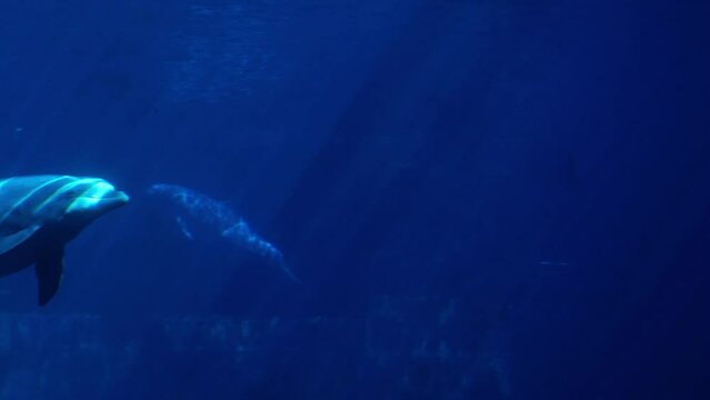 Close-up of dolphins swimming in blue water. Silhouette of aquatic animals in an aquarium or dolphinarium. Floating mammals in captivity, marine underwater concept with beautiful rays of sunlight. 4K