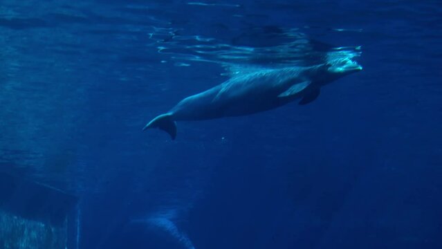 Close-up of dolphins swimming in blue water. Silhouette of aquatic animals in an aquarium or dolphinarium. Floating mammals in captivity, marine underwater concept with beautiful rays of sunlight. 4K