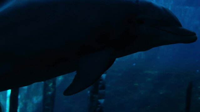 Close-up silhouette or shadow of a dolphin. Unrecognisable people touching the glass plate and waiting for a show in an aquarium. Marine underwater animals in captivity concept. Beautiful blue water.