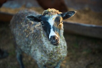 Animal sheep on the farm. Animals in the household. Source of wool, milk and meat.
